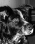 Hund Kim